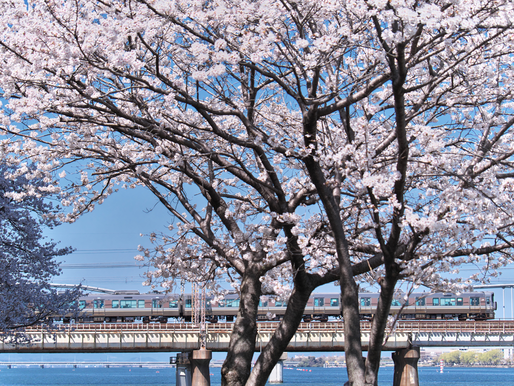 瀬田川の春 Ⅱ