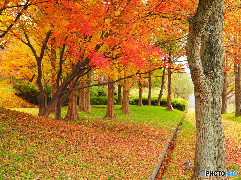 紅葉を近所で愛でる