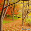 紅葉を近所で愛でる Ⅱ