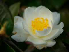 白い山茶花