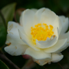 白い山茶花