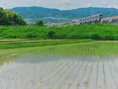 田んぼに水が入りました Ⅱ