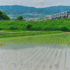 田んぼに水が入りました Ⅱ