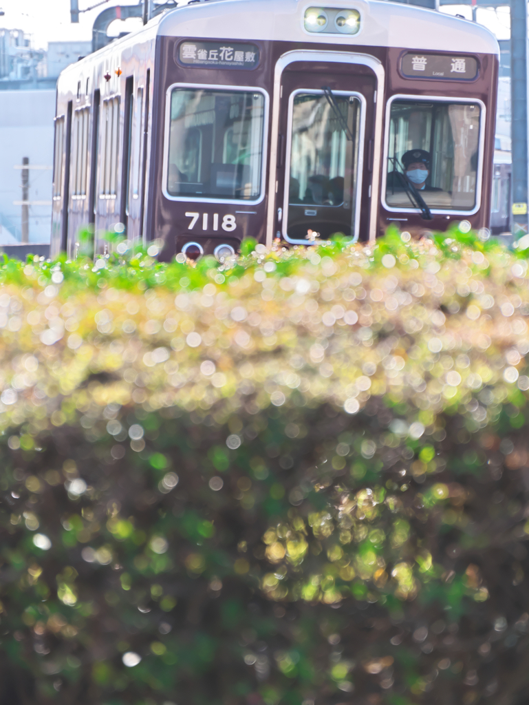 きらきらマルーン