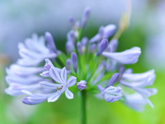 季節の花を撮りましょう