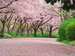 桜吹雪の遊歩道