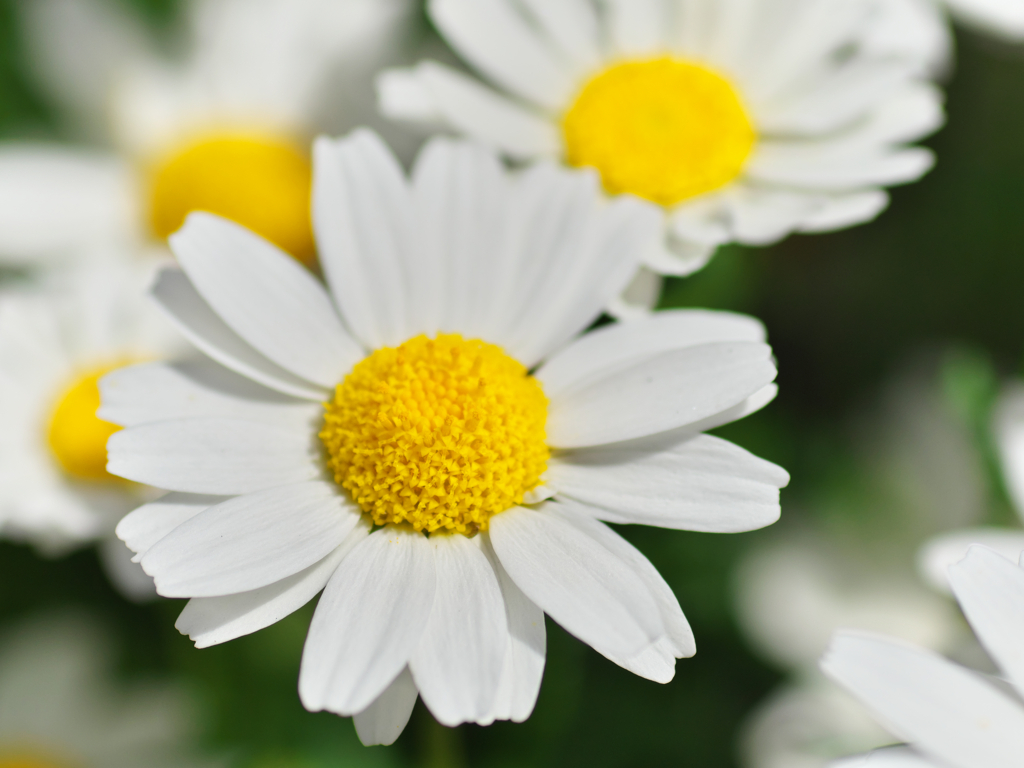 よく似た花が多すぎて