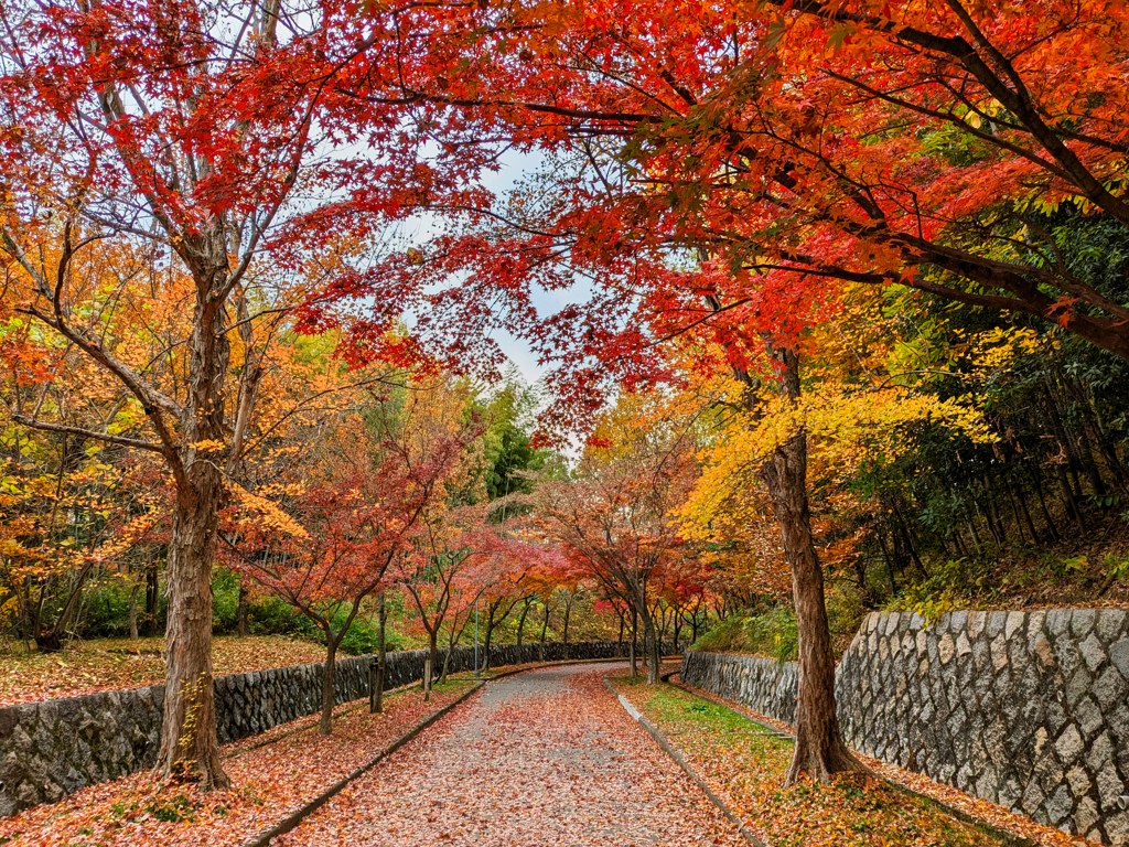 晩秋の散歩道 Ⅱ