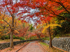 晩秋の散歩道 Ⅱ