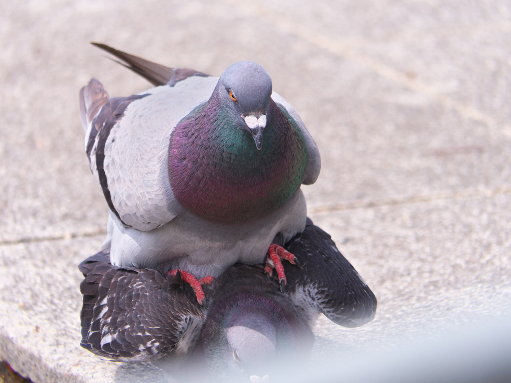 あッ……