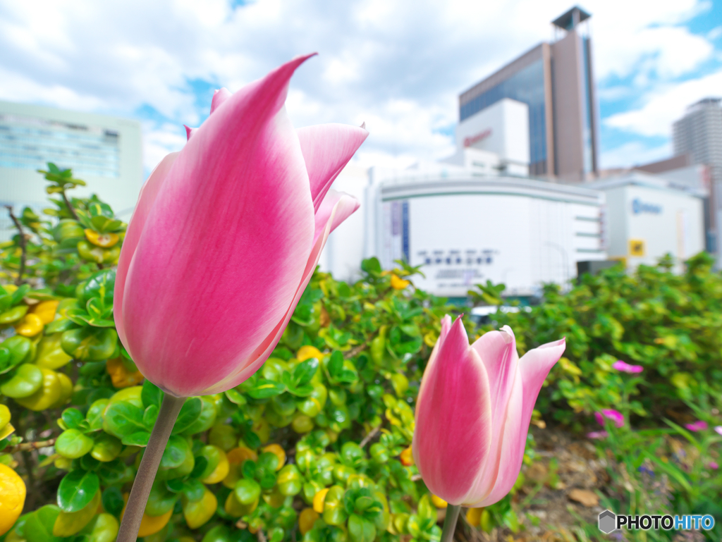 桜に飽いたら……