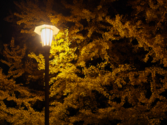 街灯に照らされて