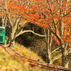 Cygnus forest railway
