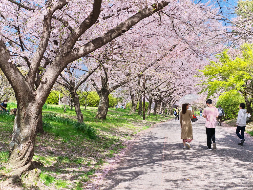 木漏れ日の桜道