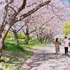 木漏れ日の桜道