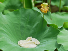 花びらを脱ぎ捨てて