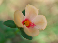 地上の花