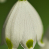 Spring bell