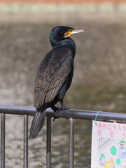 公園の管理人……