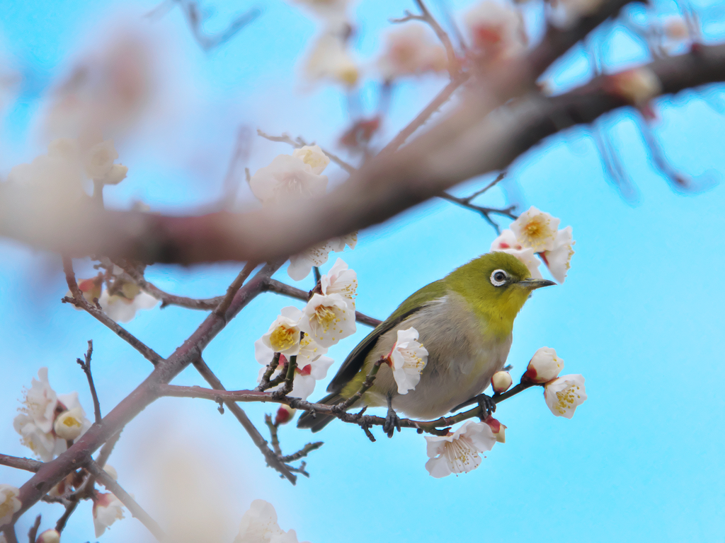 ウメジロー