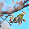 ウメジロー