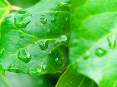 雨の止み間に