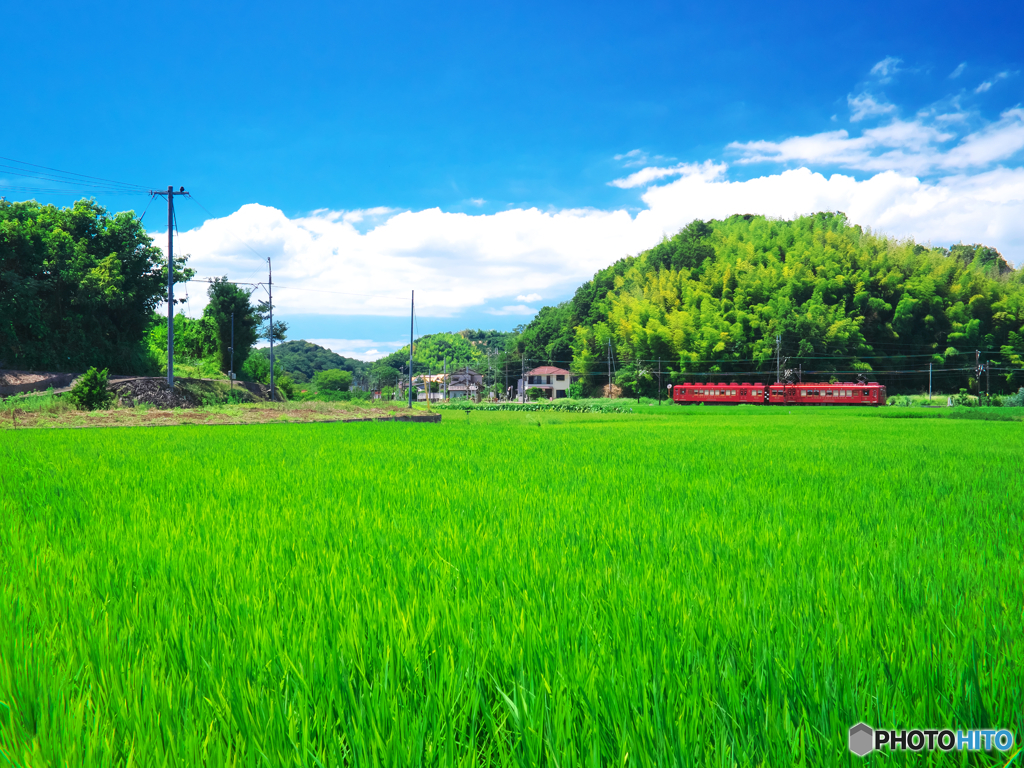 梅干しの夏