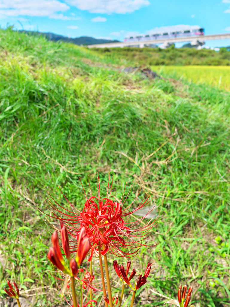 彼岸花に見守られ