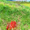 彼岸花に見守られ