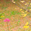 花一輪