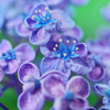 あじさいの花 Ⅱ