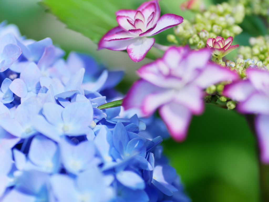 季節の花が色付いて