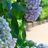 紫陽花の小径・2019