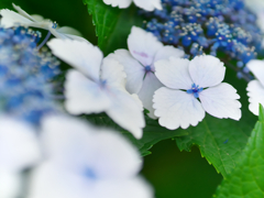 紫陽花咲く頃 Ⅱ
