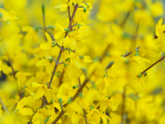 Spring Yellow 2025