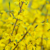 Spring Yellow 2025