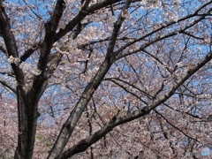 ウチの地元では、週末が見頃かな？