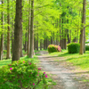 新緑の小径