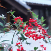 雪中に実る