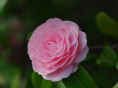 桜色の季節