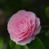 桜色の季節