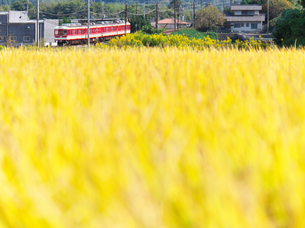 金色の草原にて