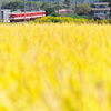 金色の草原にて