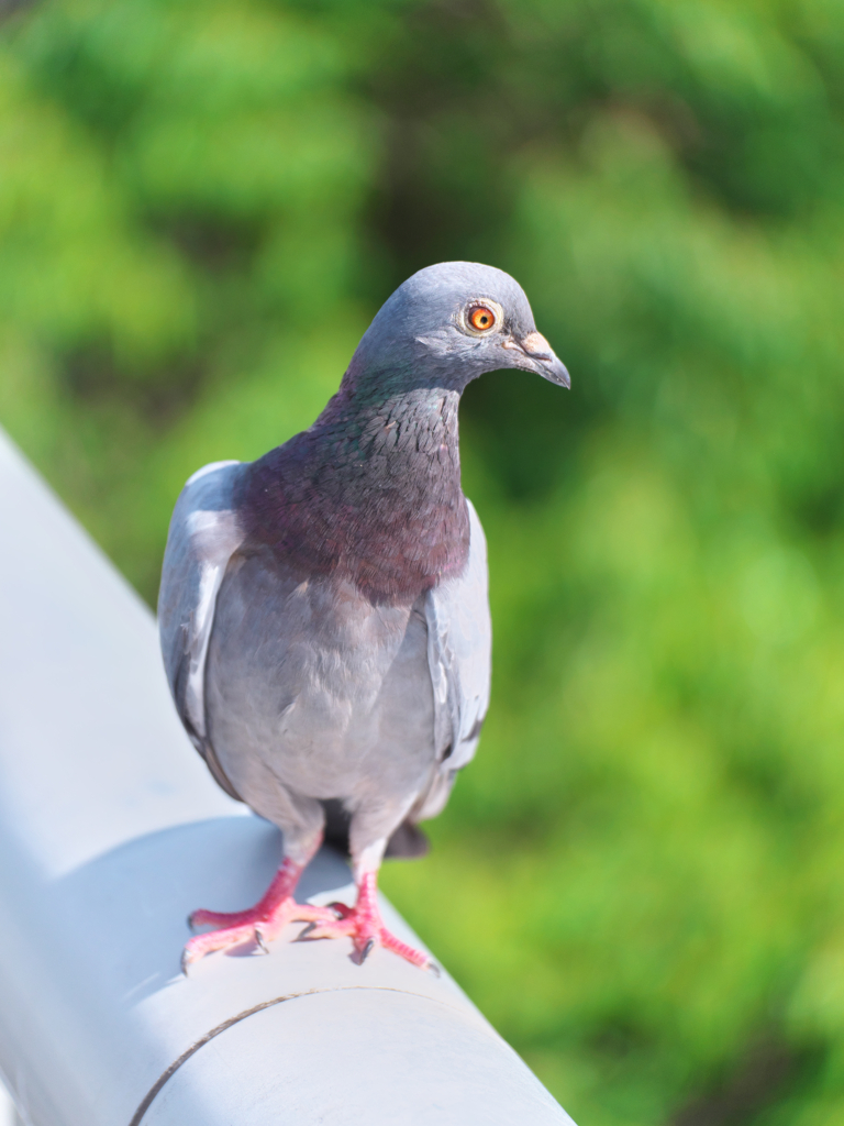 ポッポポートレート