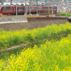 春の小川