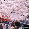 高田千本桜