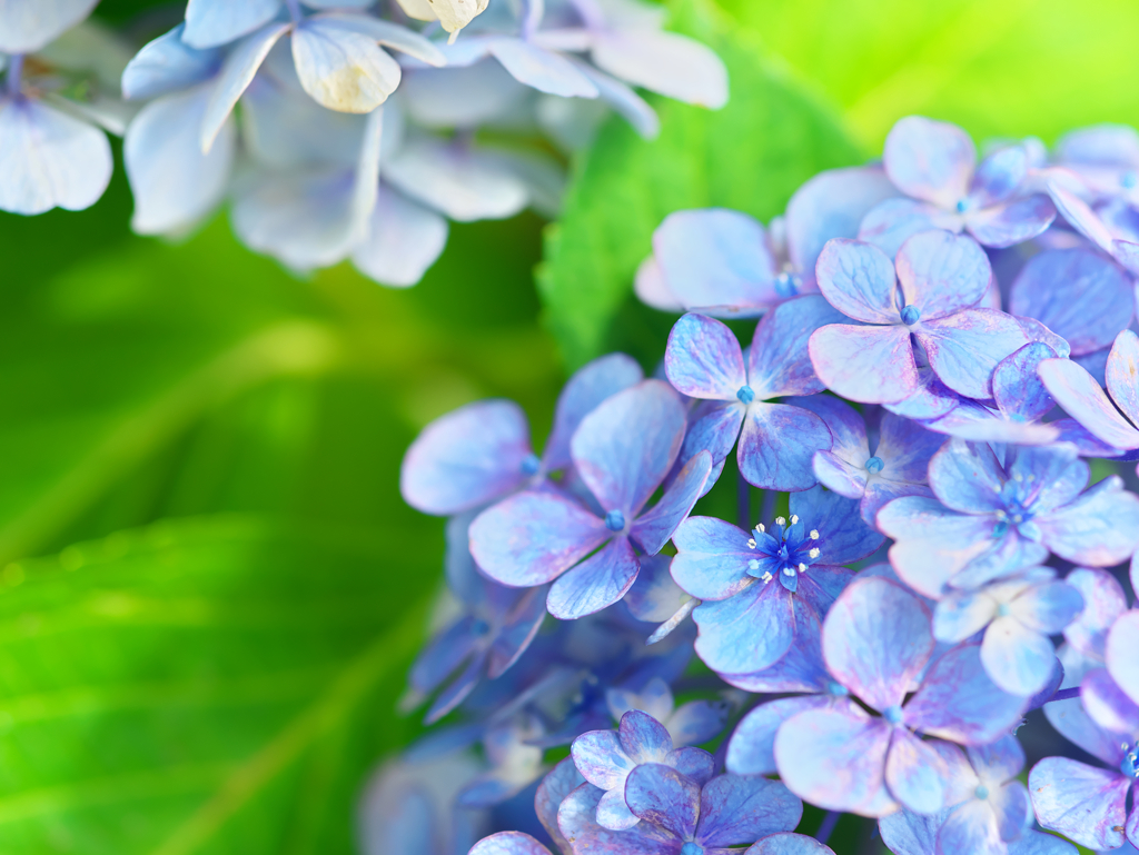七月の紫陽花