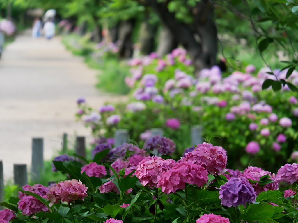 紫陽花の散歩道