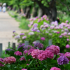 紫陽花の散歩道