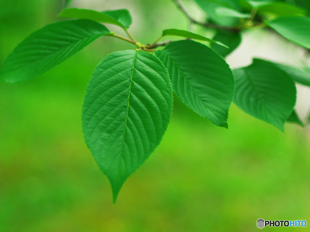 Leaves